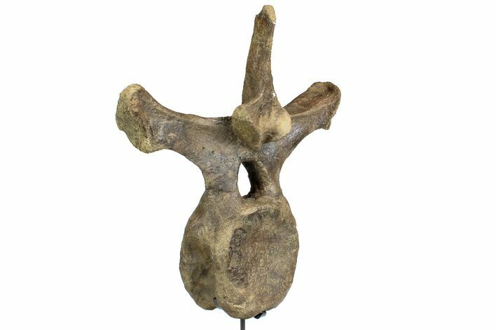 Triceratops Dorsal Vertebrae On Stand - North Dakota #77971